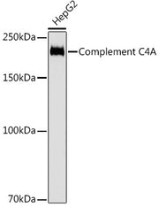 Complement C4A Rabbit mAb