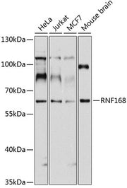 RNF168 Rabbit pAb