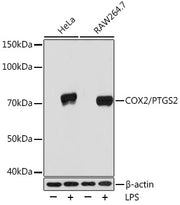 COX2/PTGS2 Rabbit mAb