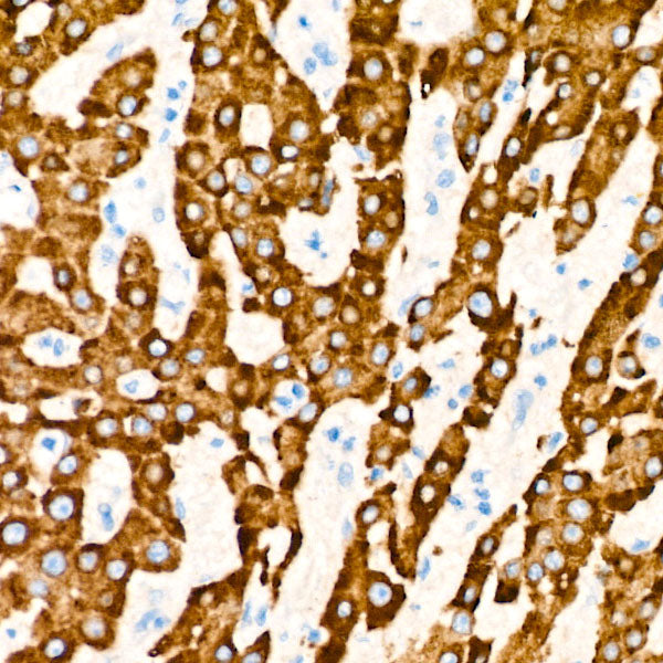 COX2/PTGS2 Rabbit mAb
