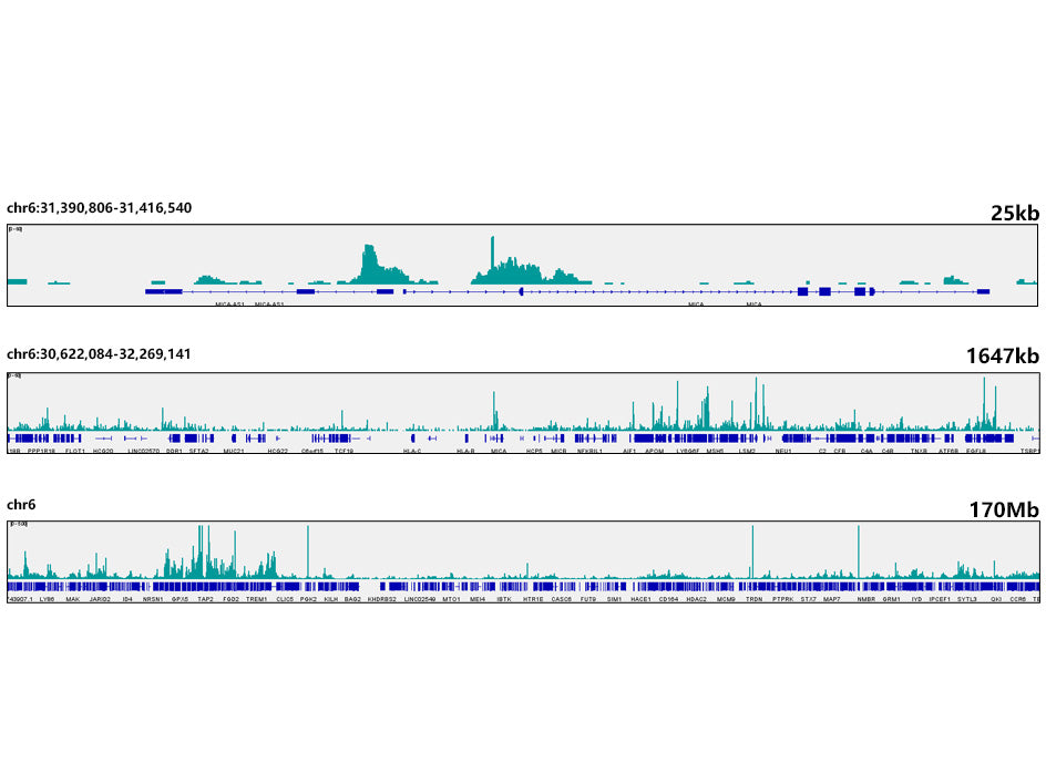 Ikaros Rabbit mAb