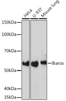Ikaros Rabbit mAb