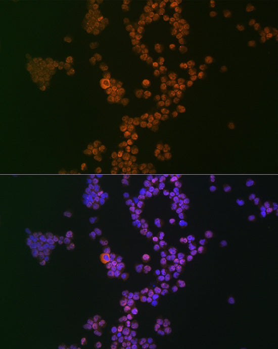 Ikaros Rabbit mAb