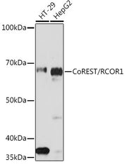 CoREST/RCOR1 Rabbit mAb