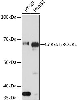 CoREST/RCOR1 Rabbit mAb