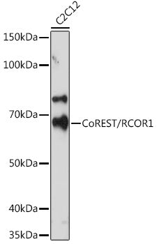 CoREST/RCOR1 Rabbit mAb
