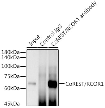 CoREST/RCOR1 Rabbit mAb