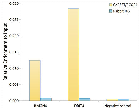 CoREST/RCOR1 Rabbit mAb