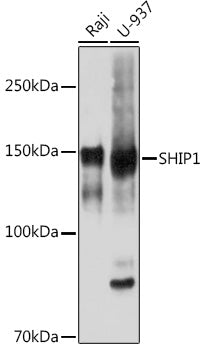 SHIP1 Rabbit mAb