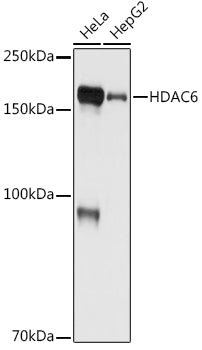 HDAC6 Rabbit mAb