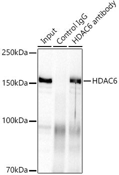 HDAC6 Rabbit mAb