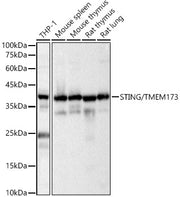 STING/TMEM173 Rabbit pAb