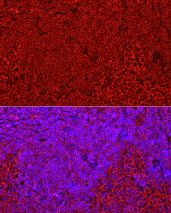 STING/TMEM173 Rabbit pAb