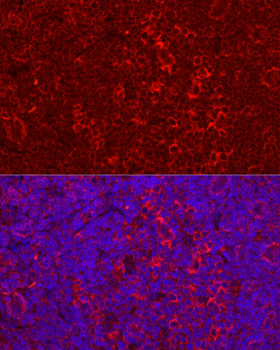 STING/TMEM173 Rabbit pAb