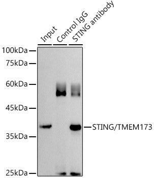 STING/TMEM173 Rabbit pAb