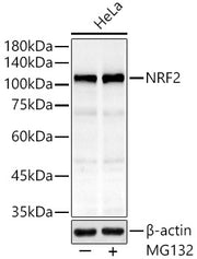 [KO Validated] NRF2 Rabbit mAb