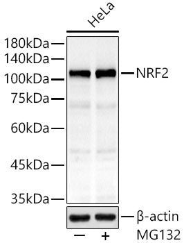 [KO Validated] NRF2 Rabbit mAb