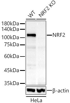 [KO Validated] NRF2 Rabbit mAb