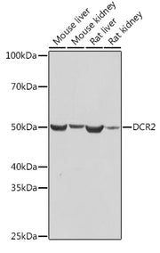 DCR2 Rabbit mAb