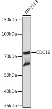 CDC16 Rabbit mAb