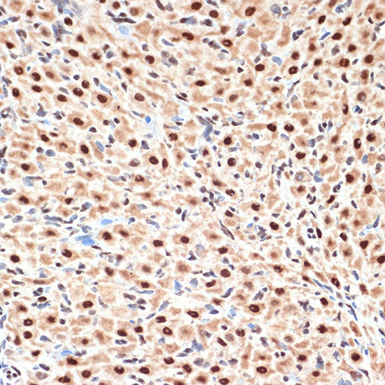 CDC16 Rabbit mAb