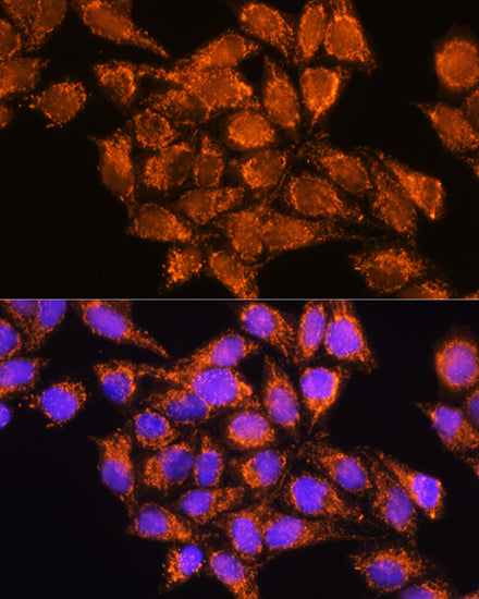 AMPD1 Rabbit pAb