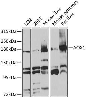 AOX1 Rabbit pAb