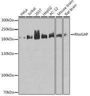 RhoGAP Rabbit pAb