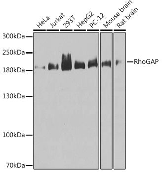 RhoGAP Rabbit pAb