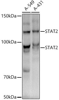 [KD Validated] STAT2 Rabbit mAb