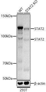 [KD Validated] STAT2 Rabbit mAb
