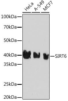 [KD Validated] SIRT6 Rabbit mAb