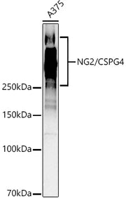 [KO Validated] NG2/CSPG4 Rabbit pAb
