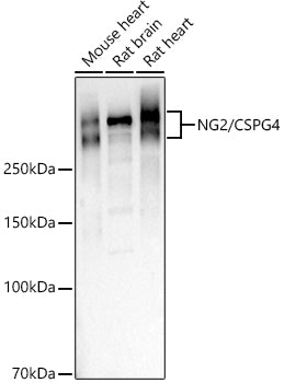 [KO Validated] NG2/CSPG4 Rabbit pAb