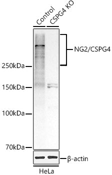 [KO Validated] NG2/CSPG4 Rabbit pAb
