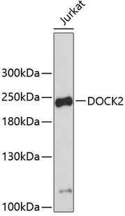 DOCK2 Rabbit pAb