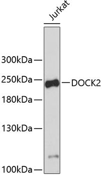 DOCK2 Rabbit pAb