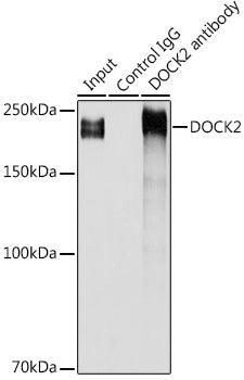DOCK2 Rabbit pAb