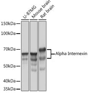 Alpha Internexin Rabbit mAb
