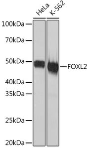 FOXL2 Rabbit mAb