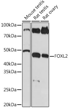 FOXL2 Rabbit mAb