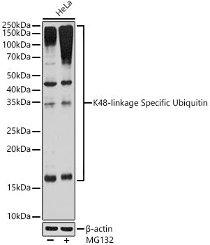 K48-linkage Specific Ubiquitin Rabbit mAb