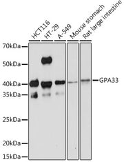 GPA33 Rabbit mAb