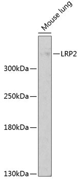 LRP2 Rabbit pAb