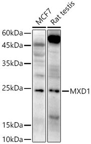 MXD1 Rabbit pAb