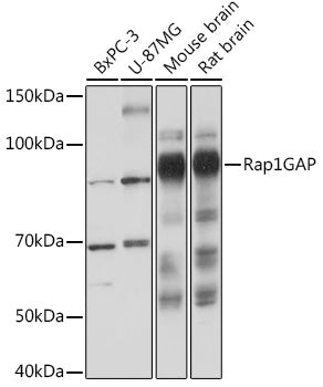 Rap1GAP Rabbit mAb