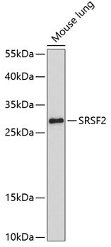 SRSF2 Rabbit pAb