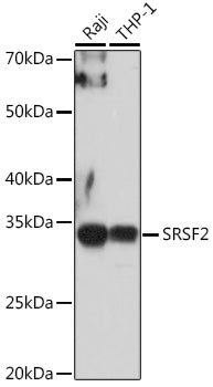SRSF2 Rabbit pAb