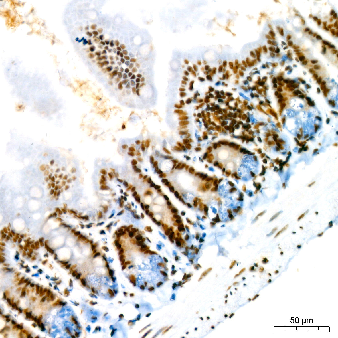 RBBP4 Rabbit mAb