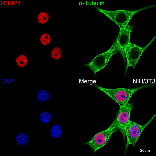 RBBP4 Rabbit mAb